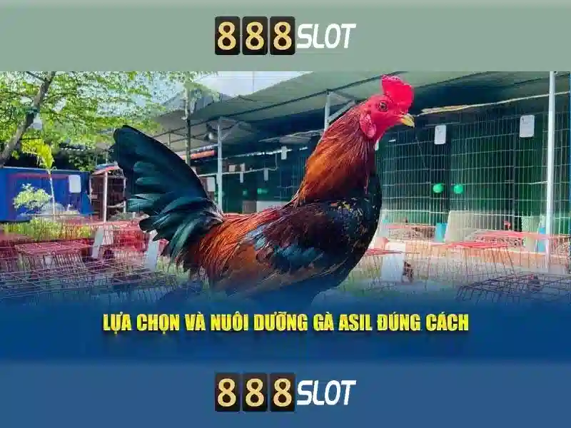Đánh Giá 888slot